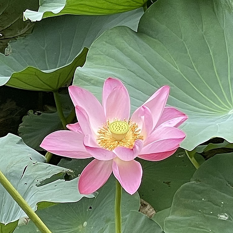 牛ヶ淵の蓮の花